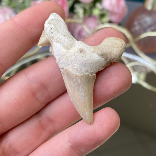 Natürliches Haifischzahn-Fossil (Größe-M)