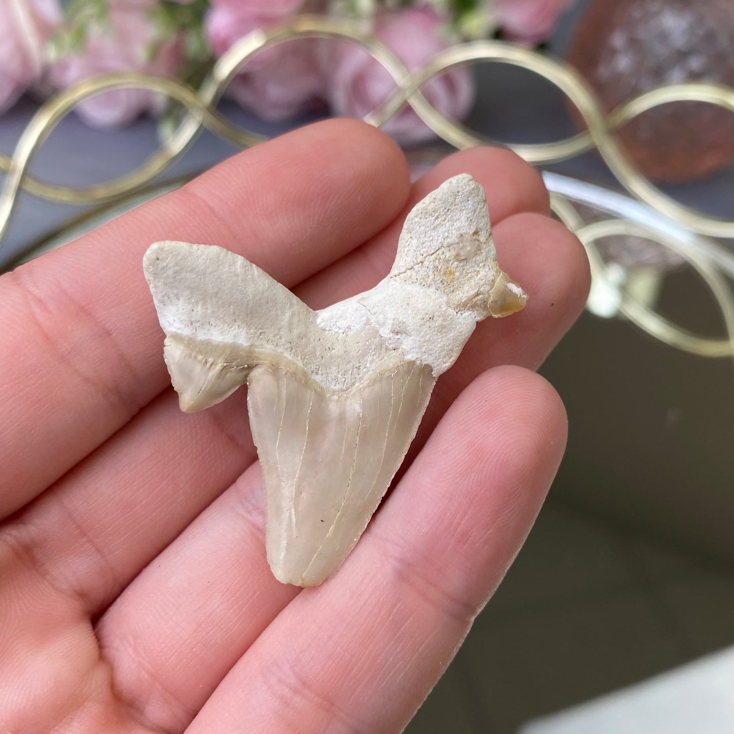 Natural Shark fossil tooth (size-M)